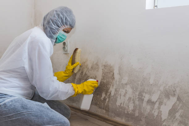 Best Mold Removal Company Near Me  in Darien, GA