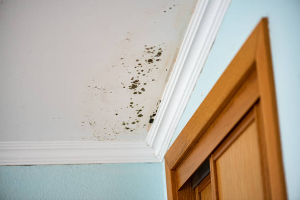 Best Mold Damage Repair  in Darien, GA