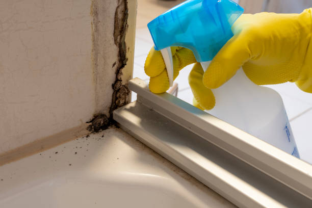 Best Fast Mold Removal  in Darien, GA