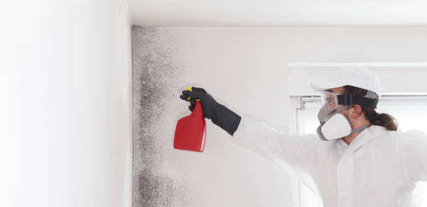 Best Mold Removal Near Me  in Darien, GA