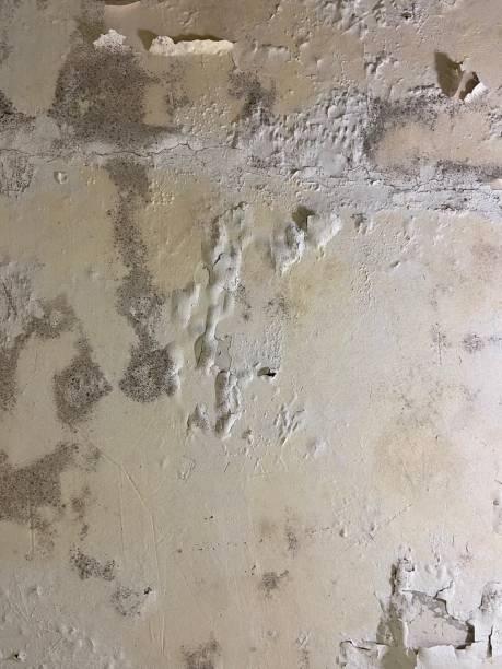 Best Mold Testing  in Darien, GA