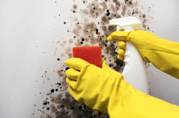 Darien, GA Mold Removal Company