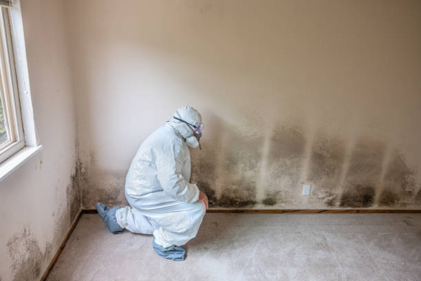Best Black Mold Removal  in Darien, GA