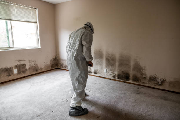 Best Certified Mold Removal  in Darien, GA