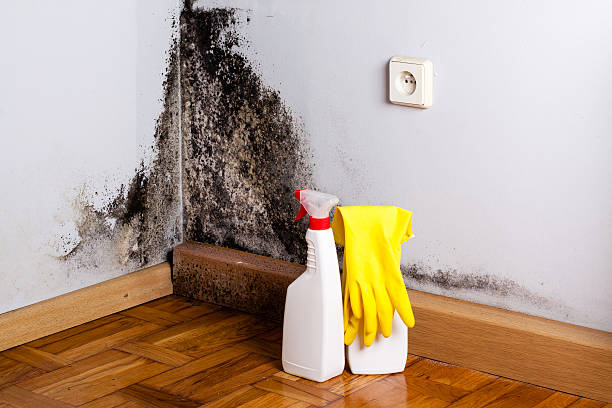 Best Local Mold Removal Service  in Darien, GA