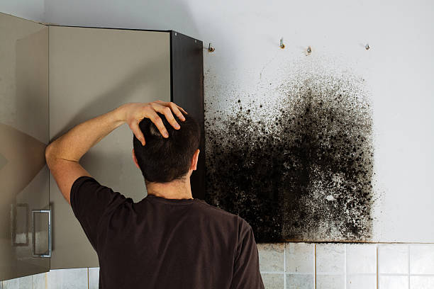 Best Black Mold Removal  in Darien, GA