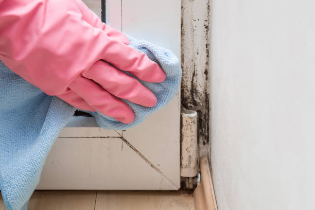 Best Emergency Mold Removal  in Darien, GA