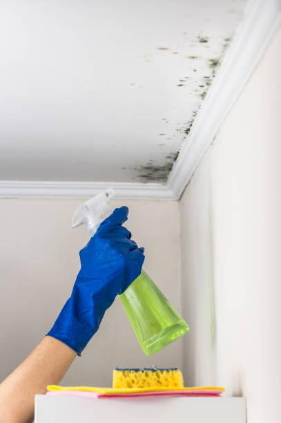 Professional Mold Removal in Darien, GA